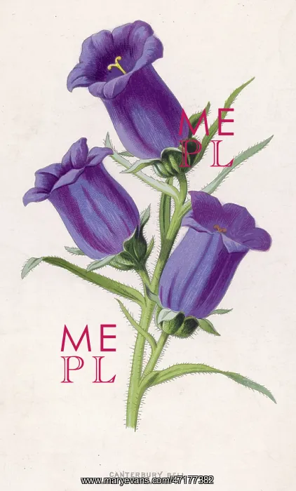  : Plants: Campanula Medium or Canterbury bell