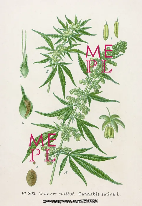 : PLANTS / CANNABIS SATIVA : PLANTS / CANNABIS SATIVA