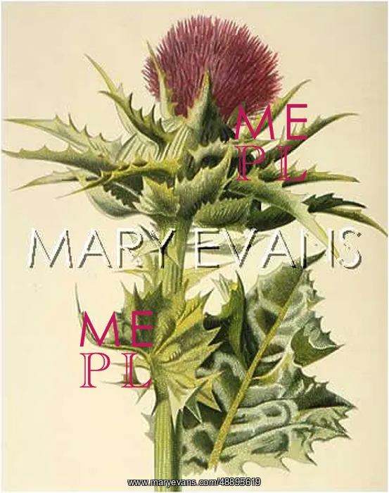  : PLANTS / CARDUUS MARIANUS