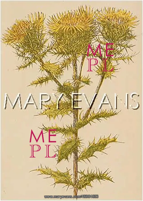  : PLANTS / CARLINA VULGARIS