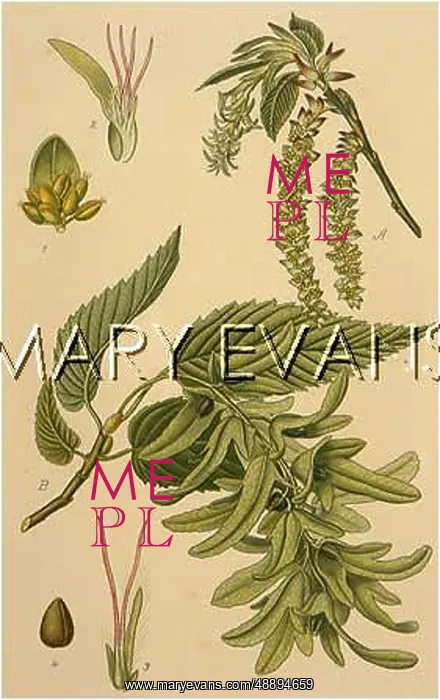  : PLANTS / CARPINUS BETULUS
