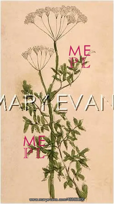  : PLANTS / CARUM CARVI