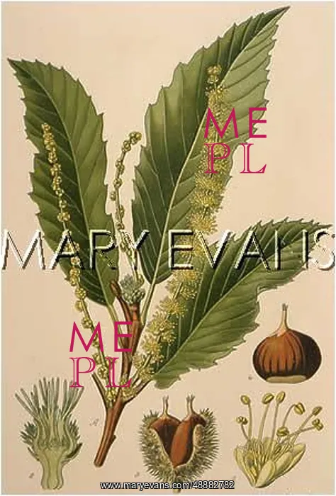  : PLANTS / CASTANEA VULGARIS
