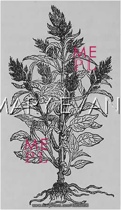  : PLANTS / CELOSIA CRISTATA