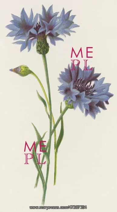  : Plants - Centaurea Cyanus