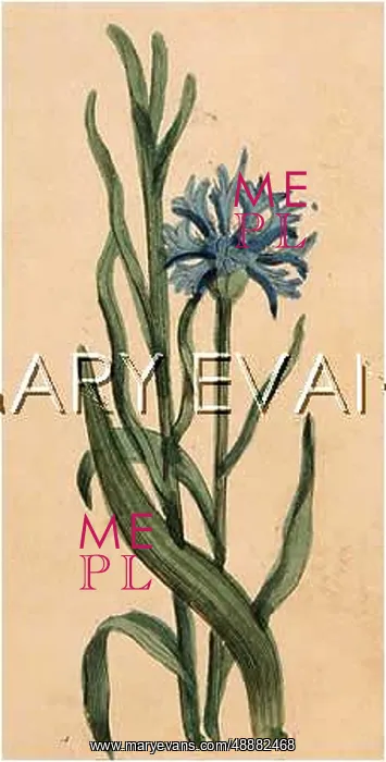  : PLANTS / CENTAUREA CYANUS