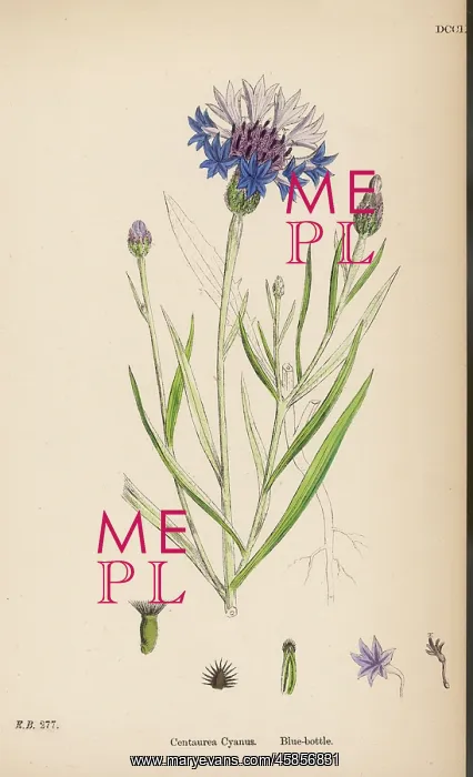  : Plants: Centaurea Cyanus or Blue bottle Cornflower