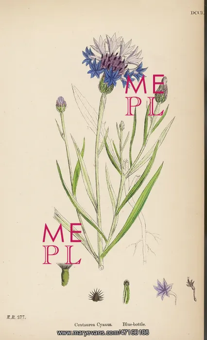 : Plants: Centaurea Cyanus or Blue bottle Cornflower : Plants: Centaurea Cyanus or Blue bottle Cornflower