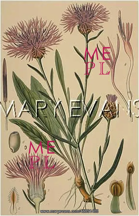 : PLANTS / CENTAUREA JACEA : PLANTS / CENTAUREA JACEA