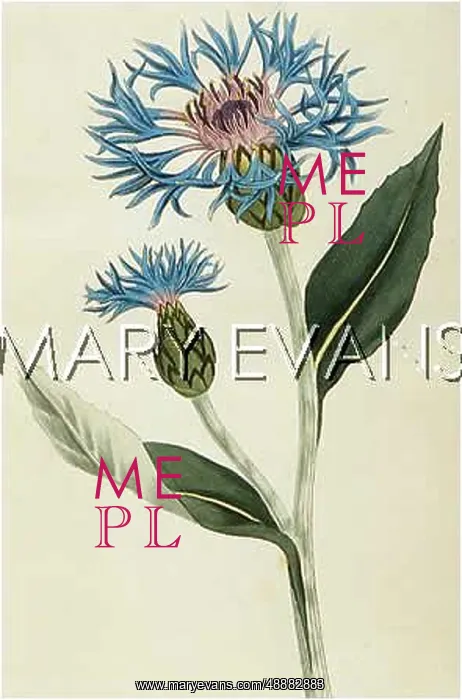  : PLANTS / CENTAUREA MONTANA