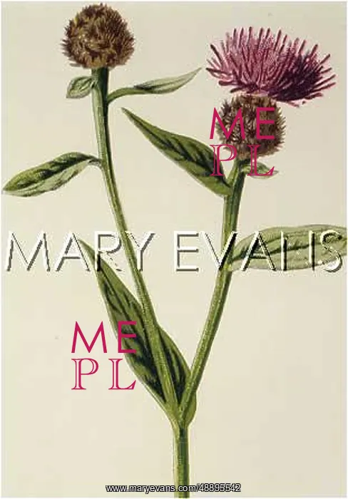  : PLANTS / CENTAUREA NIGRA