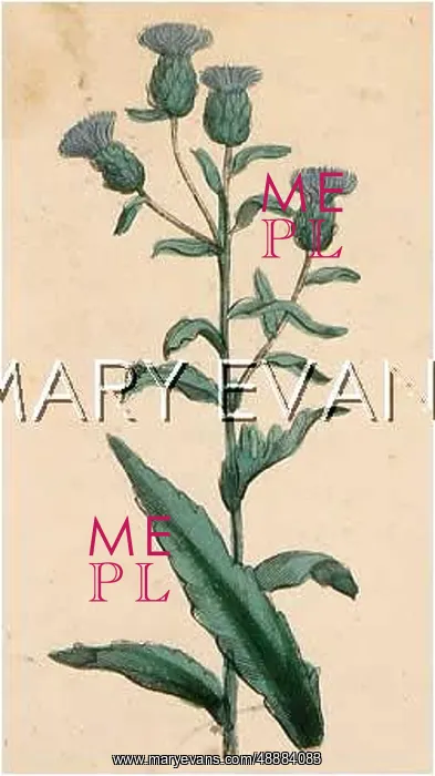  : PLANTS / CENTAUREA SP