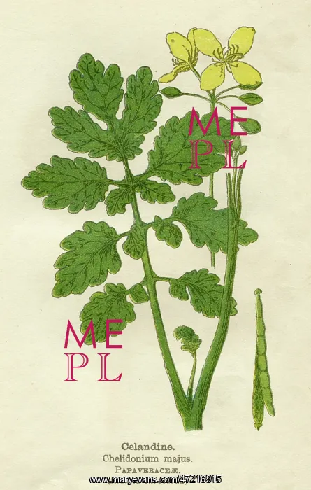 : PLANTS / CHELIDONIUM MAJUS : PLANTS / CHELIDONIUM MAJUS