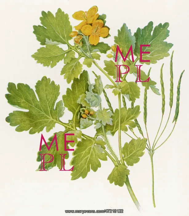  : PLANTS / CHELIDONIUM MAJUS