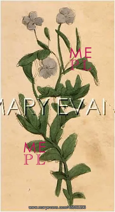  : PLANTS / CHELIDONIUM MAJUS