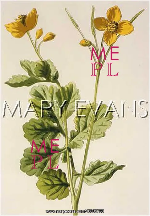 : PLANTS / CHELIDONIUM MAJUS