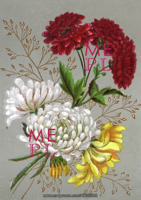  : PLANTS / CHRYSANTHEMUM