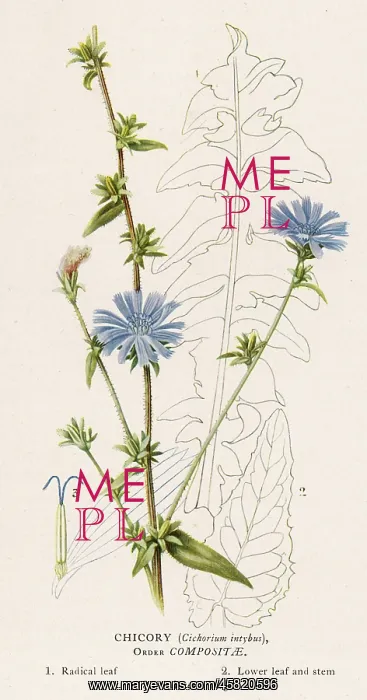  : PLANTS / CICHORIUM INTYBUS