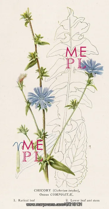  : PLANTS / CICHORIUM INTYBUS