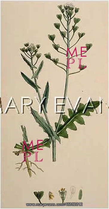  : PLANTS / CICHORIUM INTYBUS