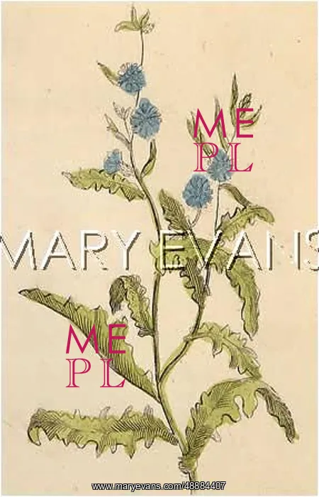  : PLANTS / CICHORIUM INTYBUS