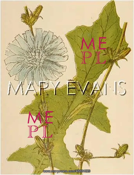 : PLANTS / CICHORIUM INTYBUS : PLANTS / CICHORIUM INTYBUS