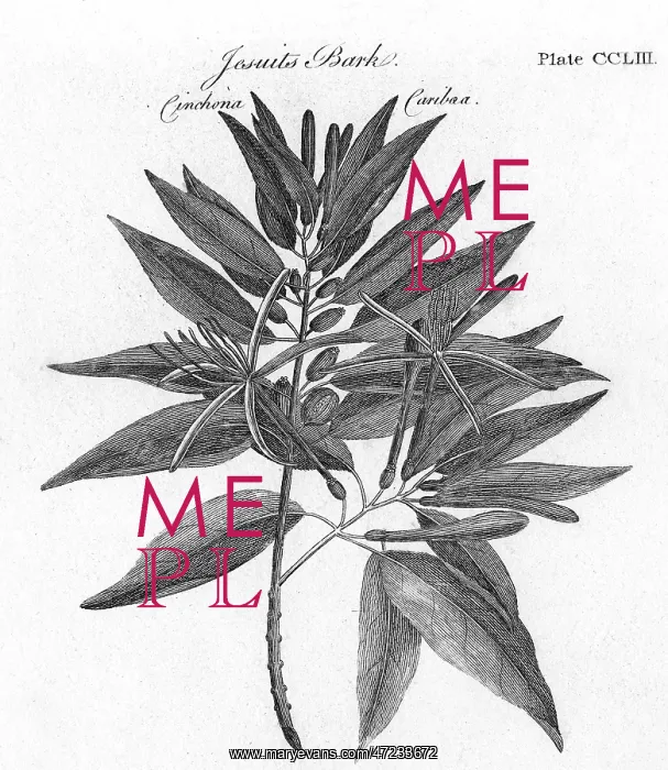 : PLANTS / CINCHONA : PLANTS / CINCHONA