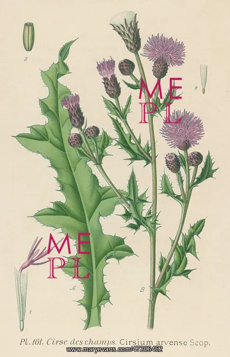  : PLANTS / CIRSIUM ARVENSE