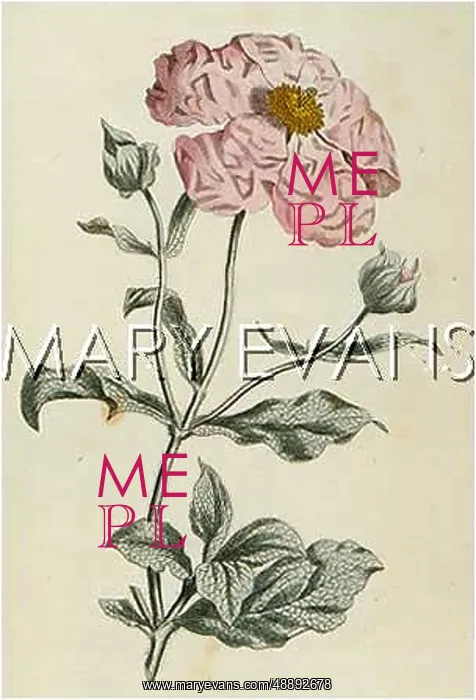 : PLANTS / CISTUS CRETICUS : PLANTS / CISTUS CRETICUS