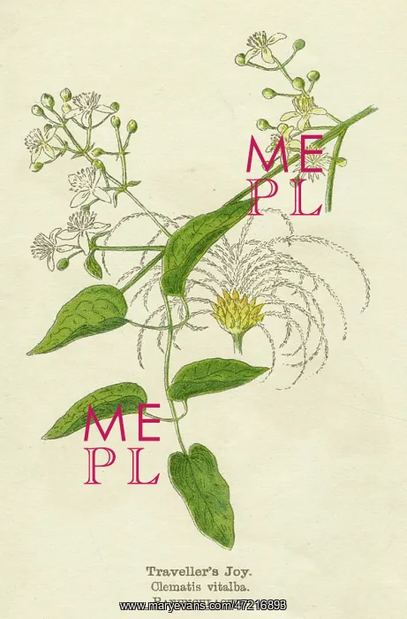  : PLANTS / CLEMATIS VITALBA