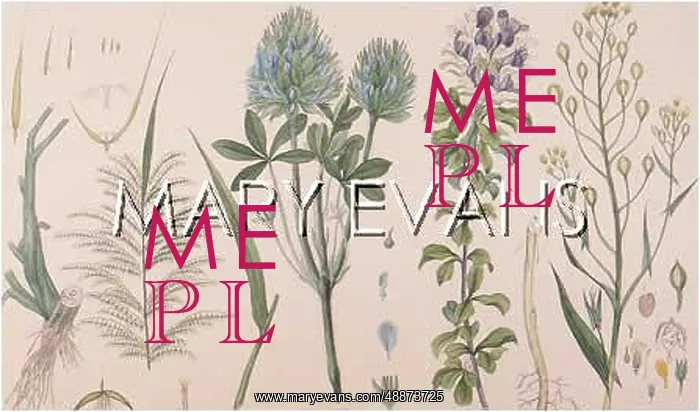  : PLANTS / CLOVER  /  PSORALEA