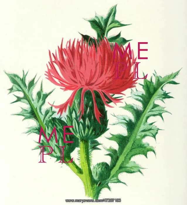  : PLANTS / CNICUS ACAULIS