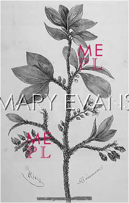  : PLANTS / COCA