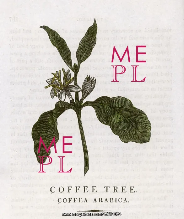 : PLANTS / COFFEA ARABICA : PLANTS / COFFEA ARABICA
