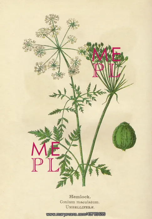  : PLANTS / CONIUM MACULATUM
