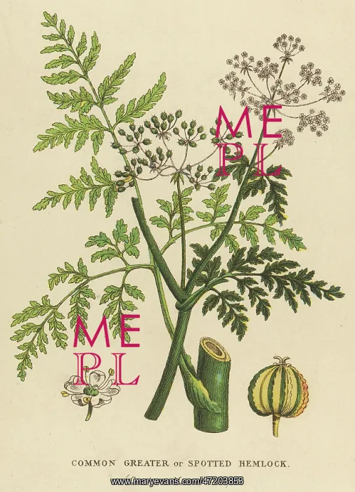  : PLANTS / CONIUM MACULATUM