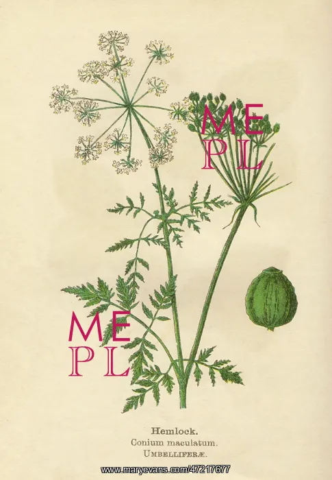  : PLANTS / CONIUM MACULATUM