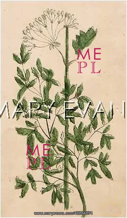  : PLANTS / CONIUM MACULATUM