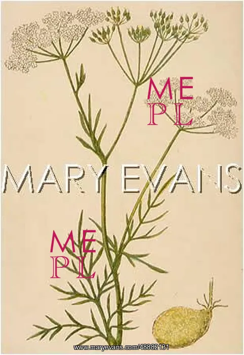 : PLANTS / CONOPODIUM MAJUS : PLANTS / CONOPODIUM MAJUS