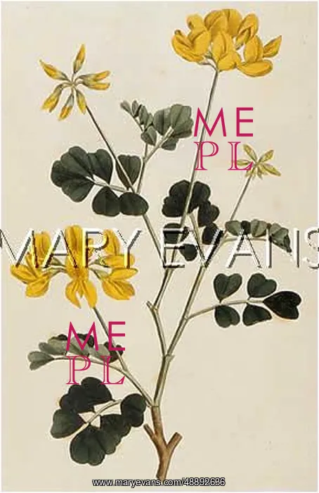  : PLANTS / CORONILLA GLAUCA