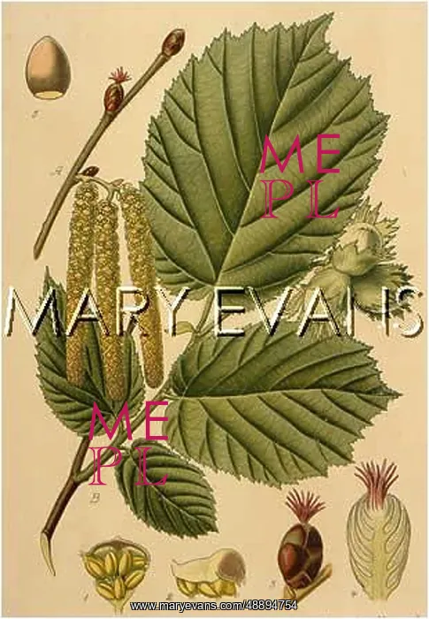  : PLANTS / CORYLUS AVELLANA