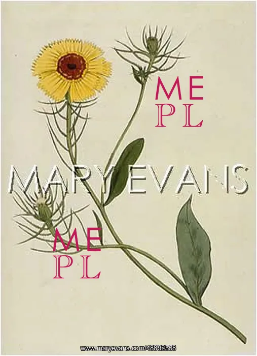  : PLANTS / CREPIS BARBATA
