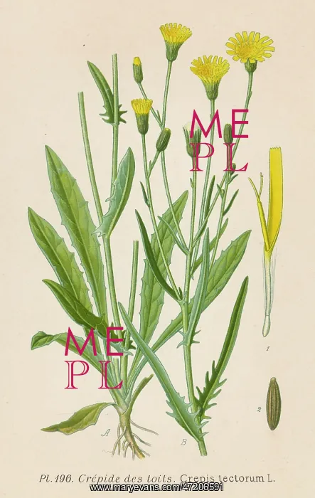 : PLANTS / CREPIS TECTORUM : PLANTS / CREPIS TECTORUM