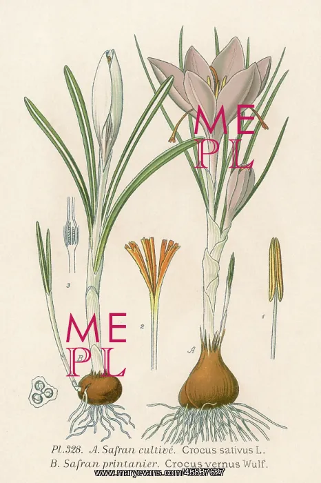  : Plants - Crocus