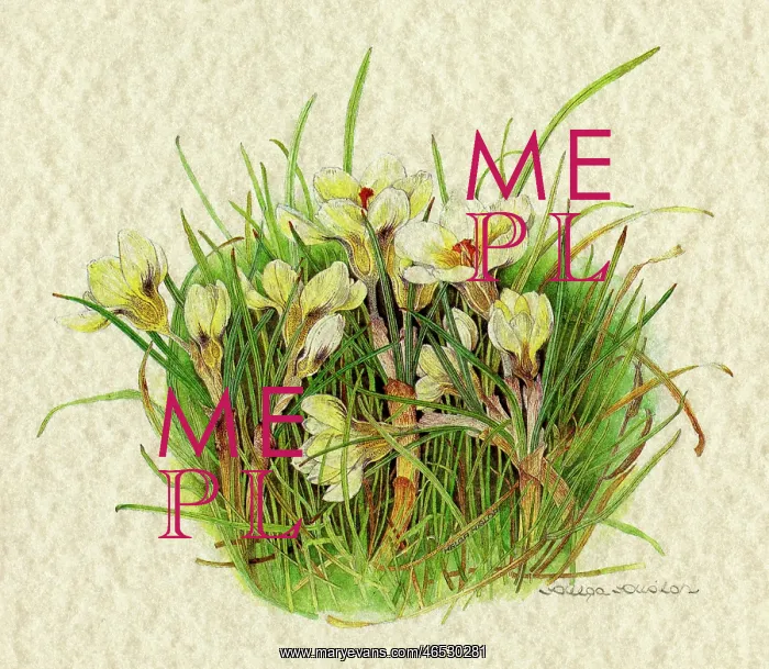  : PLANTS / CROCUS