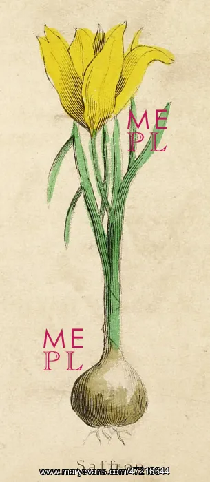  : PLANTS / CROCUS SATIVUS