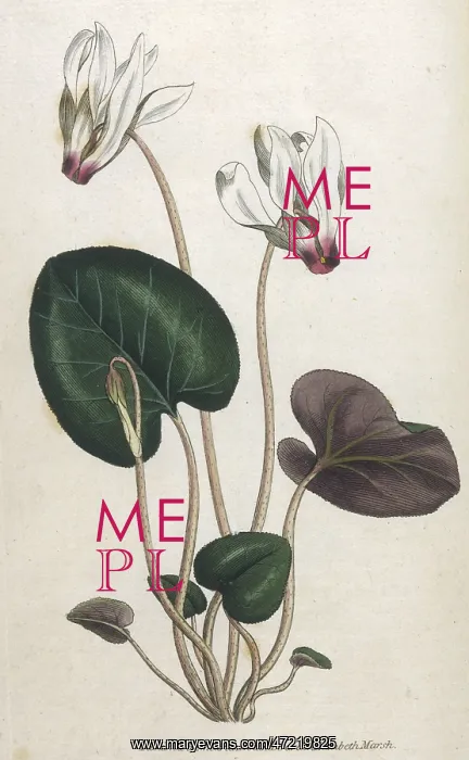  : Plants - Cyclamen Persicum