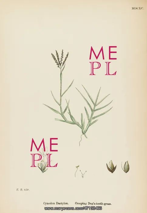  : PLANTS / CYNODON DACTYLON