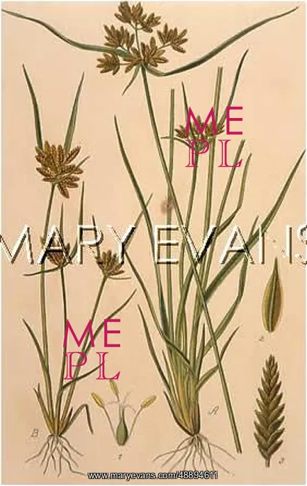 : PLANTS / CYPERUS SP : PLANTS / CYPERUS SP