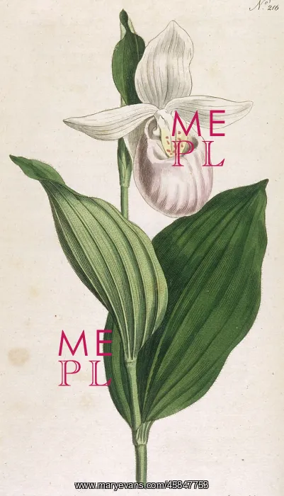  : Plants - Cypripedium Album